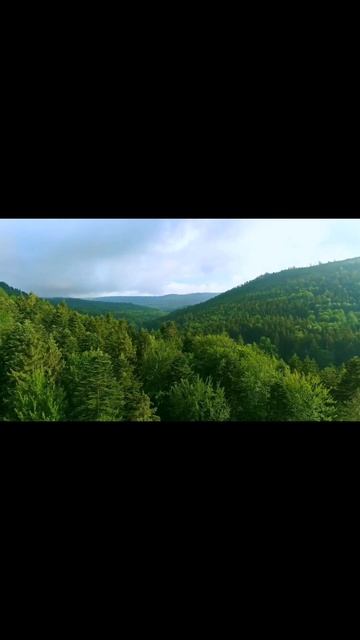 Сибирский медведь.Лес смотреть онлайн
