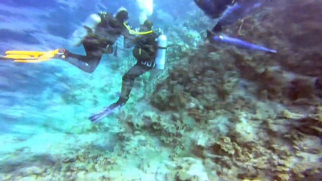 Egypte Marsa Alam Reef 4