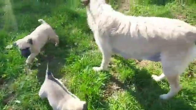 Bouvier des Ardennes de la Sainte APOLLINE смотреть онлайн