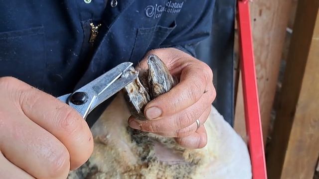Sheep Hoof Trimming Explained + Anatomy смотреть онлайн