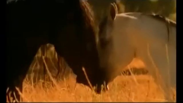 Трогательная любовь! Арабатский конь. смотреть онлайн