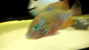 Нерест.  Цихлазома Элиота.