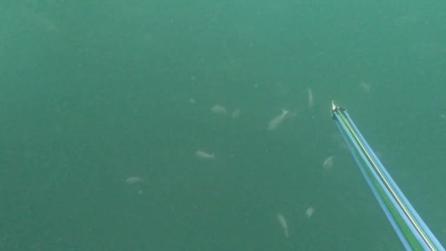 The Best Spearfishing Session - Red Mercury Islands