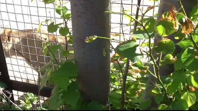 "Тайган"🌺 Звёздная "десятка"💕 😊 #тайган смотреть онлайн