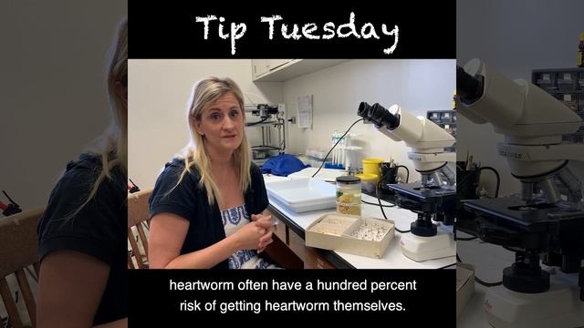 Protecting Pets from Heartworm смотреть онлайн