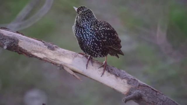 Скворец смотреть онлайн
