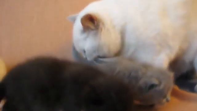 Даринкины пупсики смотреть онлайн