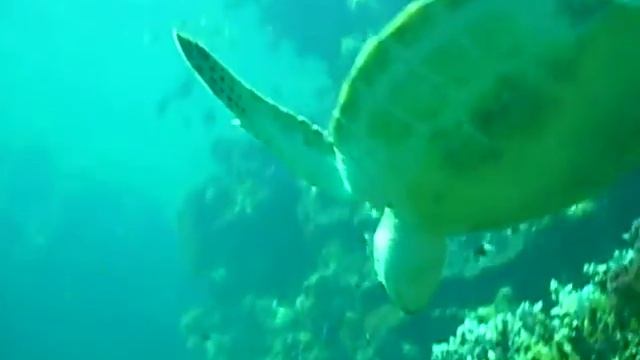 turtle Marsa Shagra смотреть онлайн
