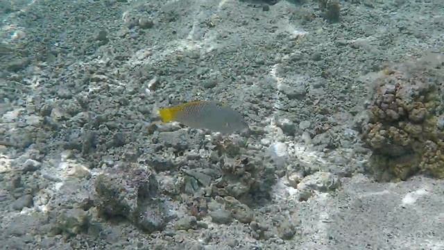 Concorde Moreen Marsa Alam March 2019 смотреть онлайн