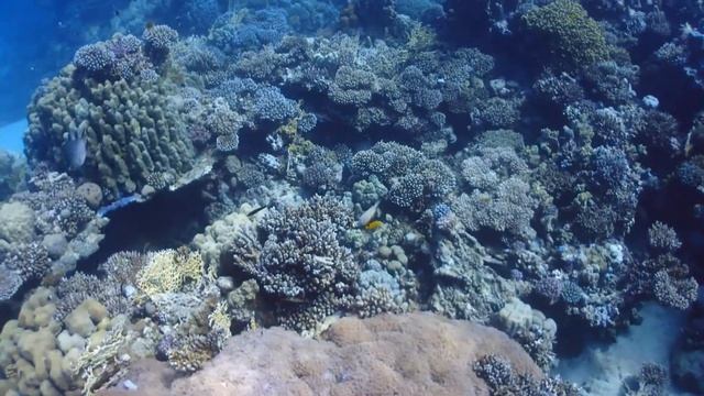 Dive Marsa Trombi Marsa Alam 4K 2020 January смотреть онлайн