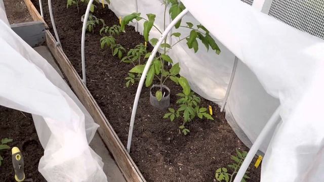 ЧТО С ТОМАТАМИ ПЕРВАЯ НОЧЬ В ТЕПЛИЦЕ 👍🏻