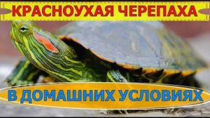 КРАСНОУХАЯ ЧЕРЕПАХА В ДОМАШНИХ УСЛОВИЯХ