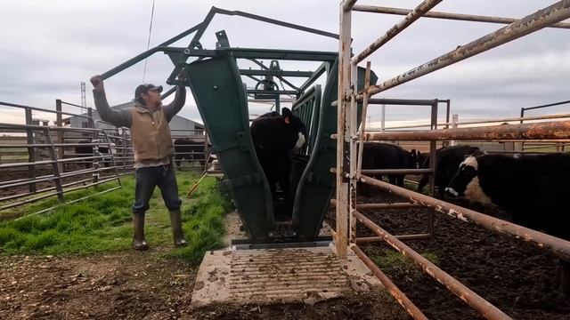 Weighing Calves and a Job You’ve Been Asking For! смотреть онлайн