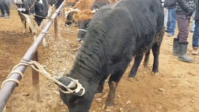 Молбозори Ашт Шайдон 6 12 2020 смотреть онлайн