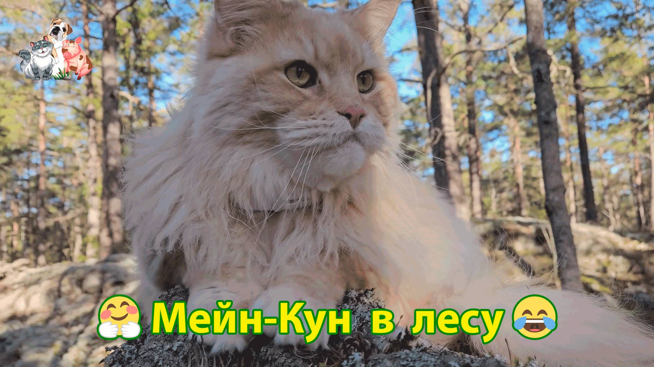 Кот Мейн-Кун на прогулке в лесу 😻😍🌞 смотреть онлайн