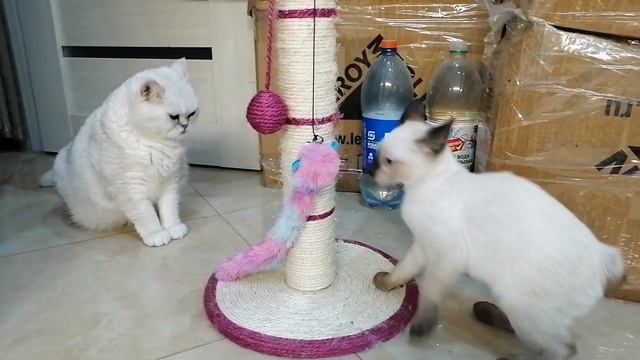 Ей, Марс #2 Знакомство с кошечкой