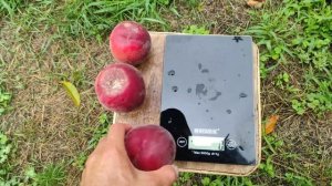 Персик Роял Глори/Royal Glory 27 июля 2023 г.