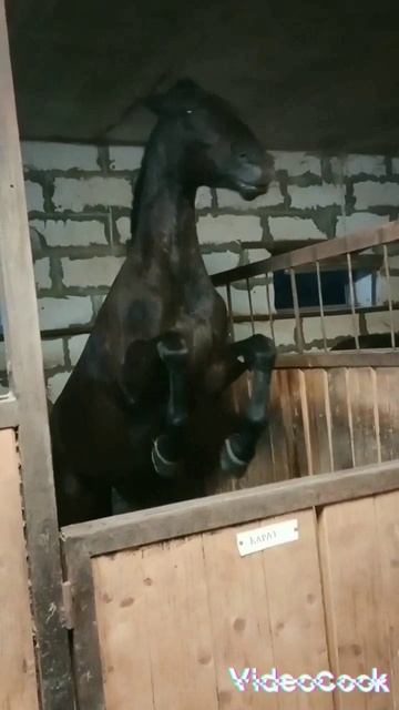 Лошадь как собака. У них свои команды. #лошадь #Карат #большой смотреть онлайн