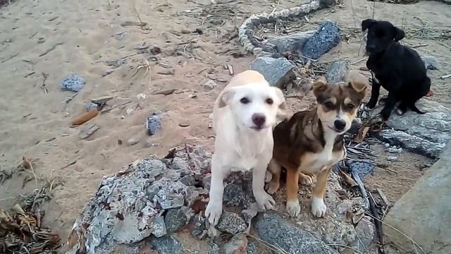 бархатный пляж 89243333737 ливадия смотреть онлайн