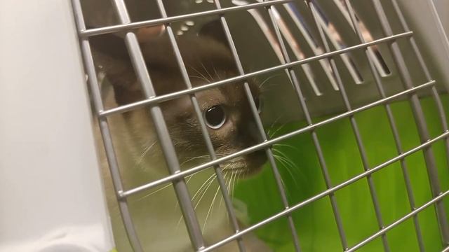 Эй, Марс #7 Знакомство #котика #марса с #песелем