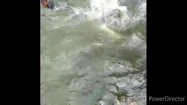 Test Lari Sabuk Hijau - Sub Dares - Sekarputih #pshtrantingwidodaren #pshtngawi #pshtmadiun смотреть онлайн