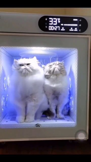 Специальная сушилка для котов: теперь вы видели всё 🤣 #shorts #кошки смотреть онлайн