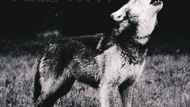 MiyaGi - Пропаганда ( моя ты банда моя ты пропаганда ) смотреть онлайн