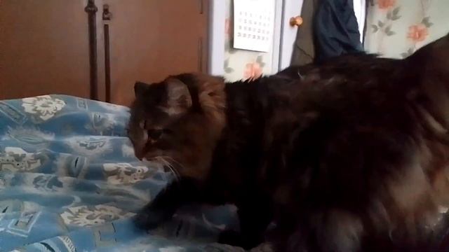 Кот Марс. Обследование рук. Мурлыка.