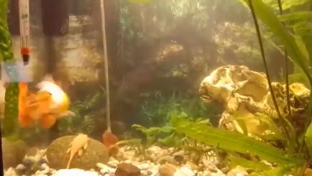 Золотые рыбки. Икромет.