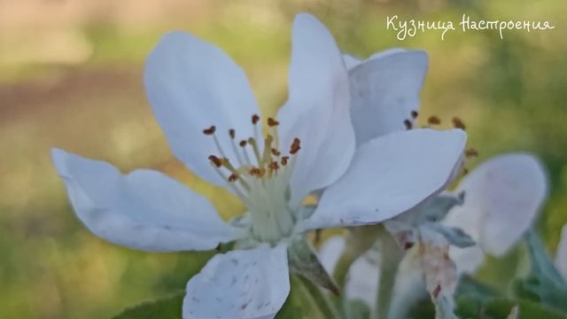 8 мая Светлая Среда. Что нельзя делать 8 мая в Светлую Среду. Народные Приметы и Традиции Дня смотреть онлайн