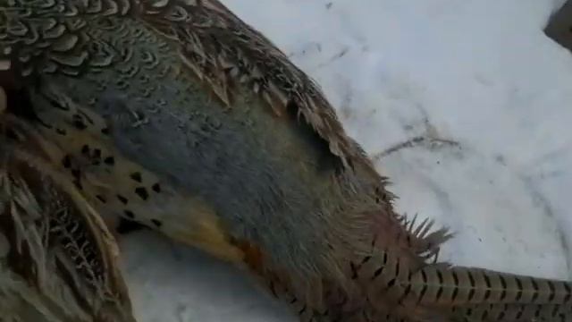Зимняя дичь! смотреть онлайн