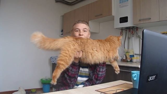 ПЕРЕЕЗДА В КРАСНОДАР. Наши котики. Алекс, Марс и Люсьен. #203. смотреть онлайн