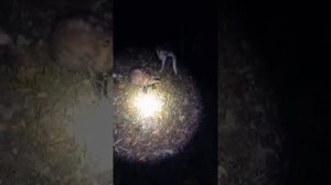 Охота с лайками на барсука с лайками с Удмурского питомника