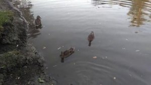 Ондатры в Дубовке