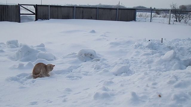 Персик снежки смотреть онлайн