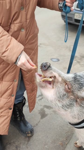 Капитан Хрюк обходит вверенный ему участок! 👍 смотреть онлайн