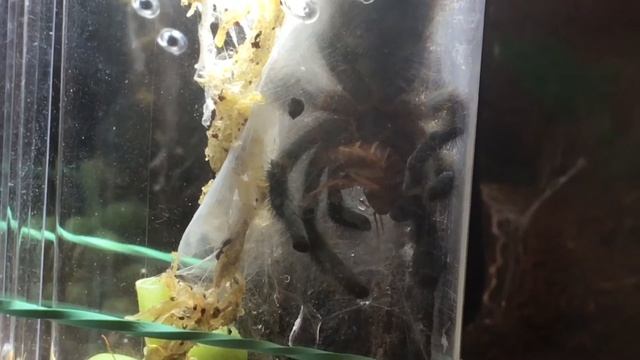 Caribena versicolor tarantula feeding смотреть онлайн