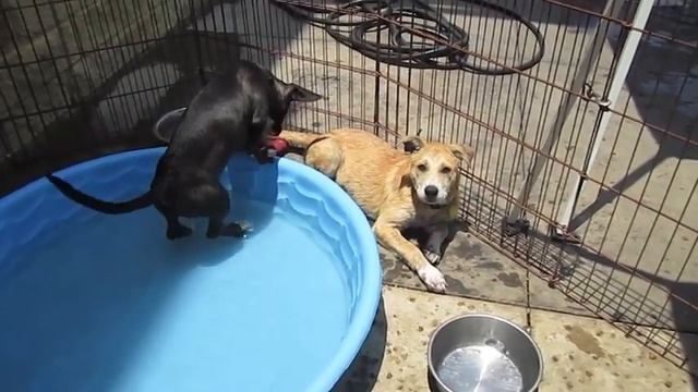 Gina: ADOPTED! смотреть онлайн