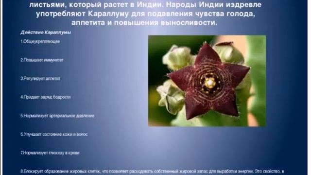 О продукте Skinny Fiber и Ageless врач Наталья Щербакова 16 11 2013 смотреть онлайн