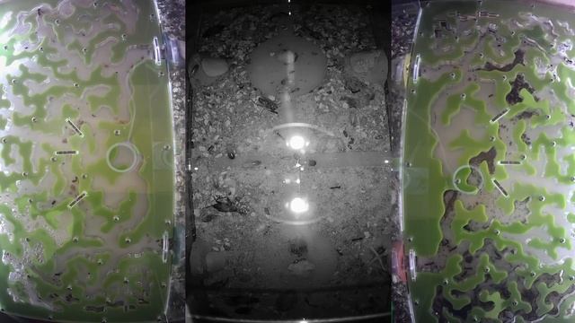 [VIDEO x16] Ants farm online [DAY-39] Муравьиная ферма онлайн | Муравьи Ants смотреть онлайн