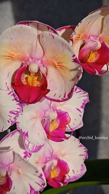 Phal. Champion Lightning peloric 🦋 Первое цветение крупноцветковой орхидеи бабочки Чемпион Лайтнинг смотреть онлайн