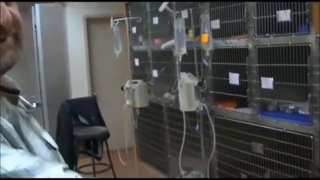 Первый рускоязычный ветеринар в Нью Йорке Яков Шейнберг смотреть онлайн