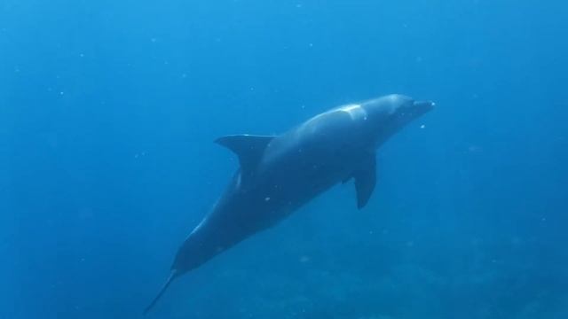 Dolphin in Marsa Alam , El Malikia resort смотреть онлайн