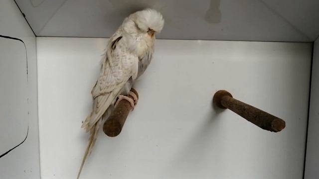World Online Budgie Show Inscription 34 WOBS Budgie Planet 2021