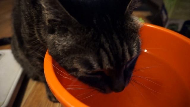 Кот любит пить из оранжевого ведра!The cat likes to drink from an orange bucket! смотреть онлайн