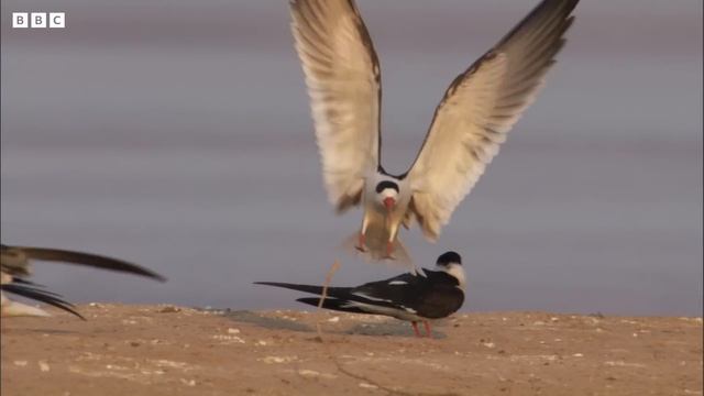 An Indian Paradise for Birds | Ganges | BBC Earth смотреть онлайн