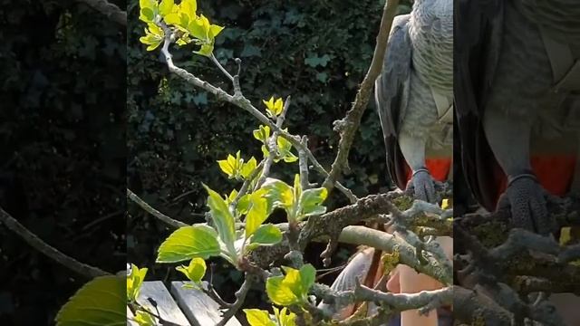 Жако гуляет на свежем воздухе с хозяйкой Ч.2 смотреть онлайн