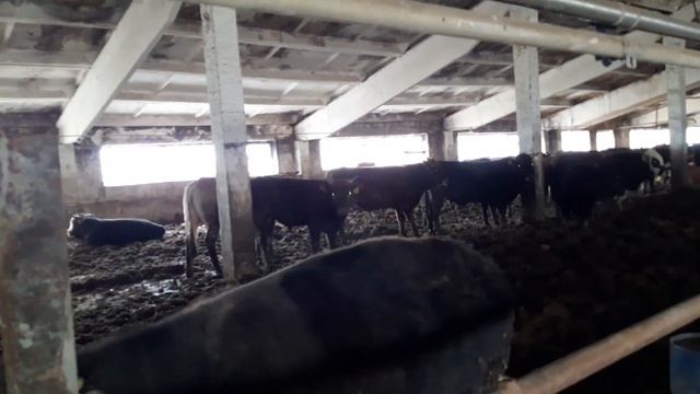 быки гатовиса на забои средни вес 470+ цена 175 рубле смотреть онлайн