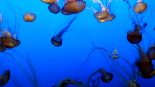 DSC28219, Sea Nettle, Chrysaora Fuscescens, Monterey Bay Aquarium, Monterey, California, USA смотреть онлайн