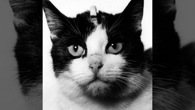 Failure To Launch | Episode 9: French Cyborg Space Cats [Audio Only] смотреть онлайн